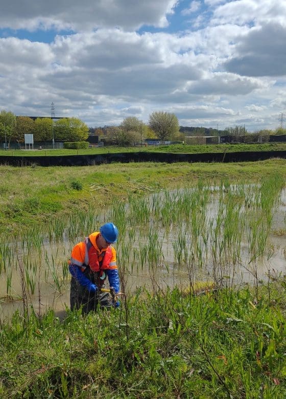Water vole mitigation and habitat creation RSK Habitat Management
